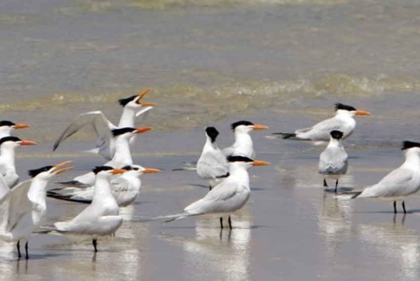 Burung Laut.