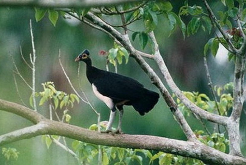 Burung Maleo Khas Sulawesi Barat