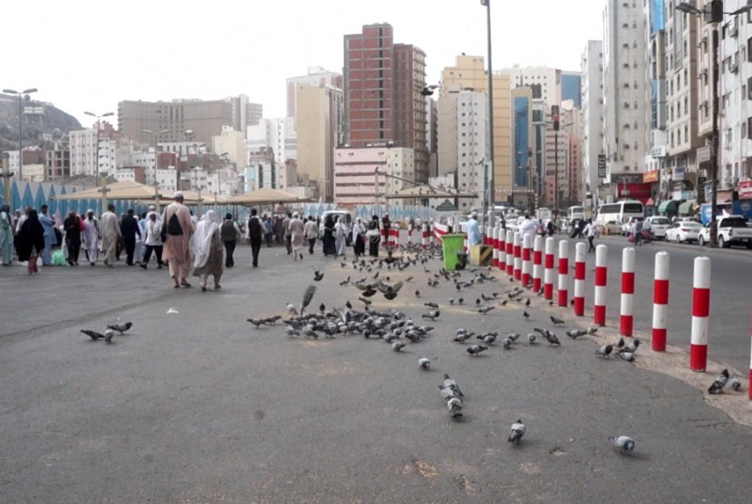 Burung merpati di kawasan Makkah, Arab Saudi