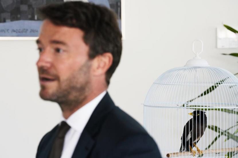 Burung mynah nyaman berada dalam kandang baru yang berada di ruang tamu Duta Besar Prancis Xavier Chatel di Abu Dhabi. 
