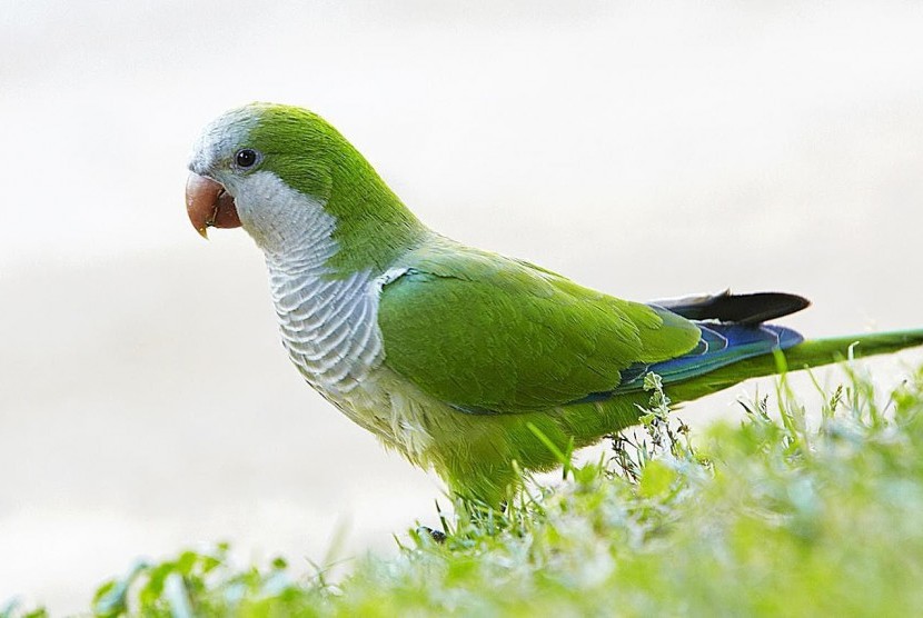 Mengapa Burung Parkit  Cenderung Hijau Republika Online