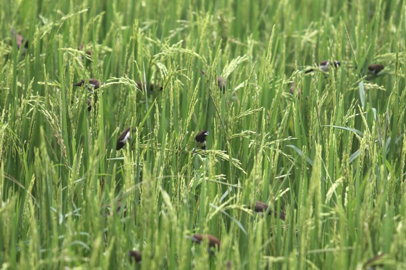 Burung Pipit (Lonchura leucogastroides) memakan padi di area persawahan Kelurahan Ketami, Kota Kediri, Jawa Timur, Ahad (23/1/2022). Petani padi daerah setempat mengeluhkan serangan hama burung pipit yang dapat mengakibatkan menurunnya hasil panen.