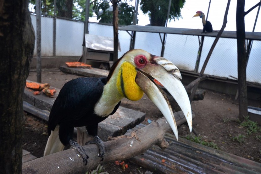Burung Rangkong Sulawesi (Rhyticeros Cassidix) berada di penangkaran Mako Lantamal IV, Makassar, Sulawesi Selatan, Senin (6/2). 