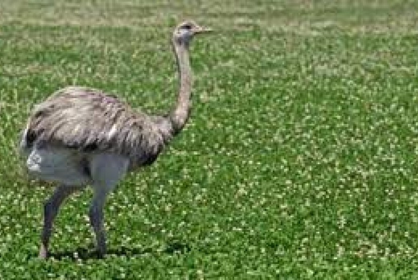 Burung rhea