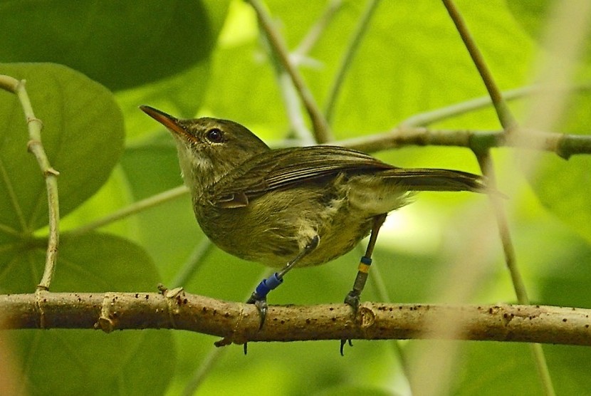 Burung Seychelles warblers