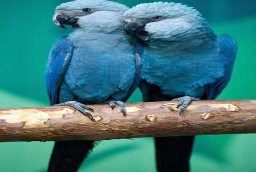Burung Spix Macaw Felicitas