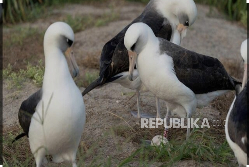 Burung tertua di dunia