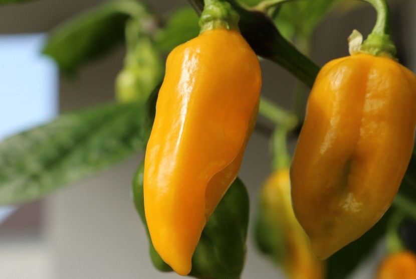 Cabai setan alias ghost pepper.