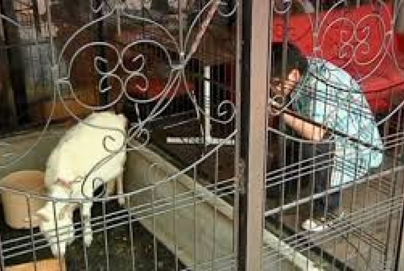 Cafe di Jepang mempekerjakan kambing