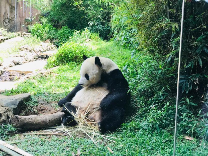  Cai Tao, salah satu giant panda yang hadir di Taman Safari Bogor sejak tiga tahun lalu, Jumat (25/9).