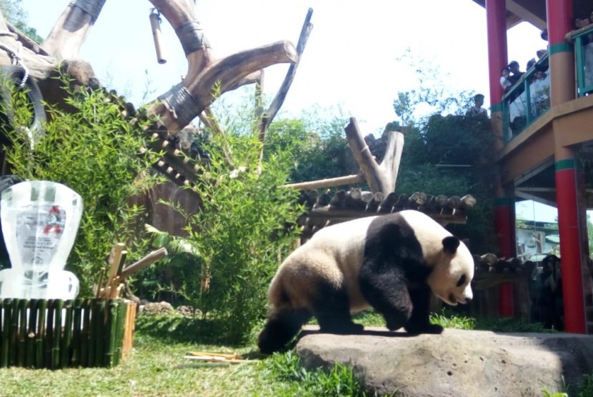 Cai Tao seekor Giant Panda salah satu koleksi satwa ikon dunia yang berada di Taman Safari Indonesia (TSI), Cisarua Bogor, meraih penghargaan sebagai panda terfavorit dari //Giant Panda Global Award// (GPGA), Sabtu (28/7).