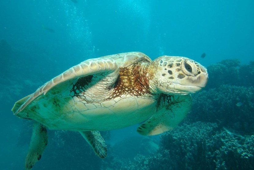 Turis bersantai di pantai berpasir putih dengan pemandangan bangunan pencakar langit Gold Coast, Australia.