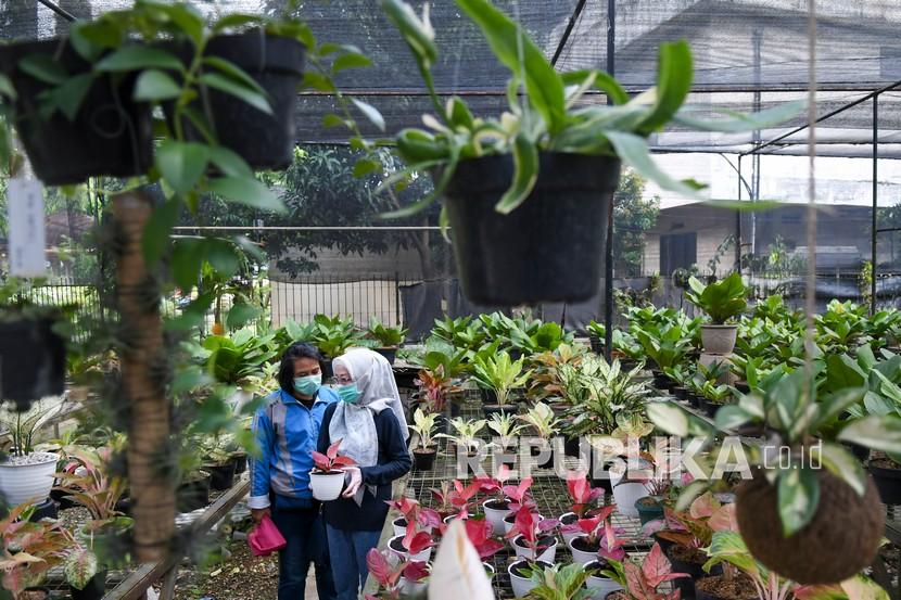 Calon pembeli melihat berbagai jenis tanaman hias yang dijual di sentra penjualan tanaman di kawasan Ragunan, Jakarta, Rabu (30/9/2020). Menurut pedagang, penjualan berbagai jenis tanaman hias saat ini mengalami peningkatan sekitar 50 persen karena meningkatnya minat masyarakat untuk bercocok tanam saat mengisi waktu di rumah selama masa pandemi COVID-19. 