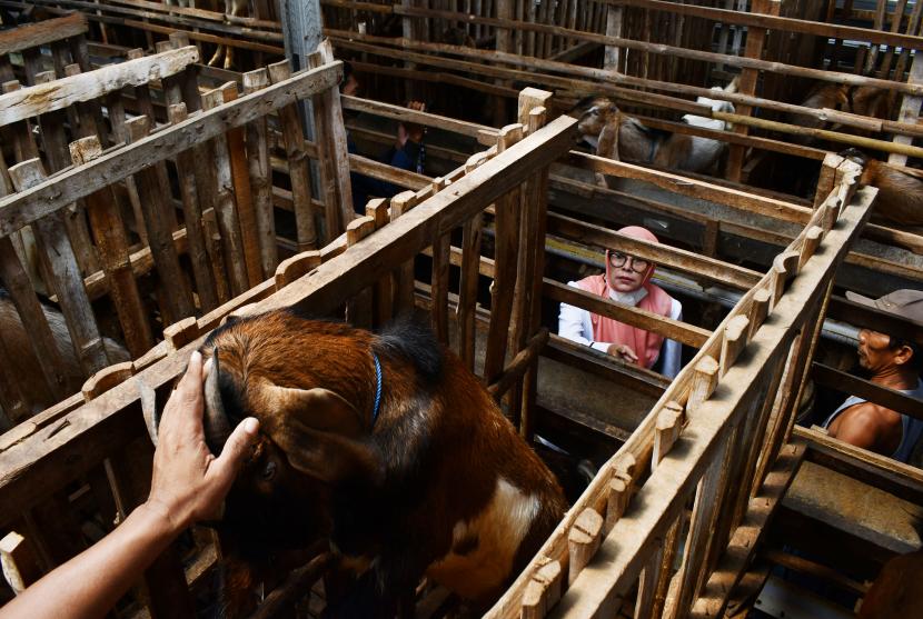 Calon pembeli memilih kambing untuk hewan kurban di tempat usaha peternakan dan penjualan kambing kurban di Kabupaten Madiun, Jawa Timur, Senin (4/7/2022). DKPP Kota Madiun mengatakan daging hewan kurban terkena PMK tetap bisa dikonsumsi.