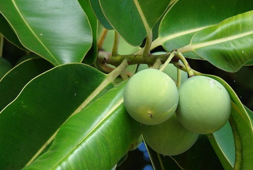Calophyllum lanigerum or Bintangor is among rare plants which researchers believe it can cure HIV/AIDS. (illustration)