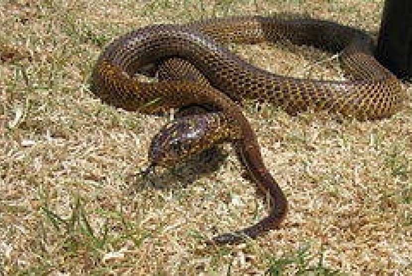 Cobra (ilustrasi)