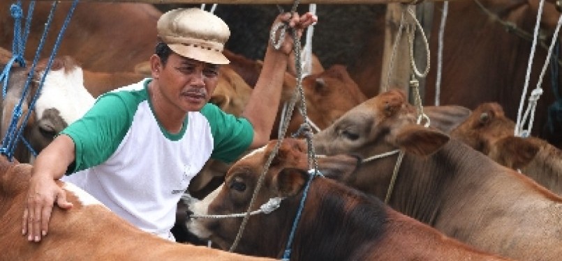 Cattle in Pasar Tumpang, Malang, East Java (illustration). 