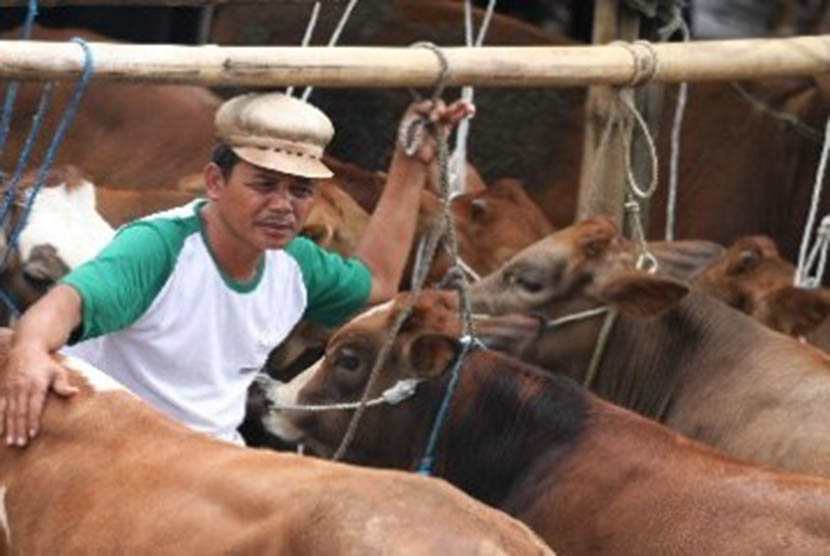 Cattle in Pasar Tumpang, Malang, East Java (illustration). 