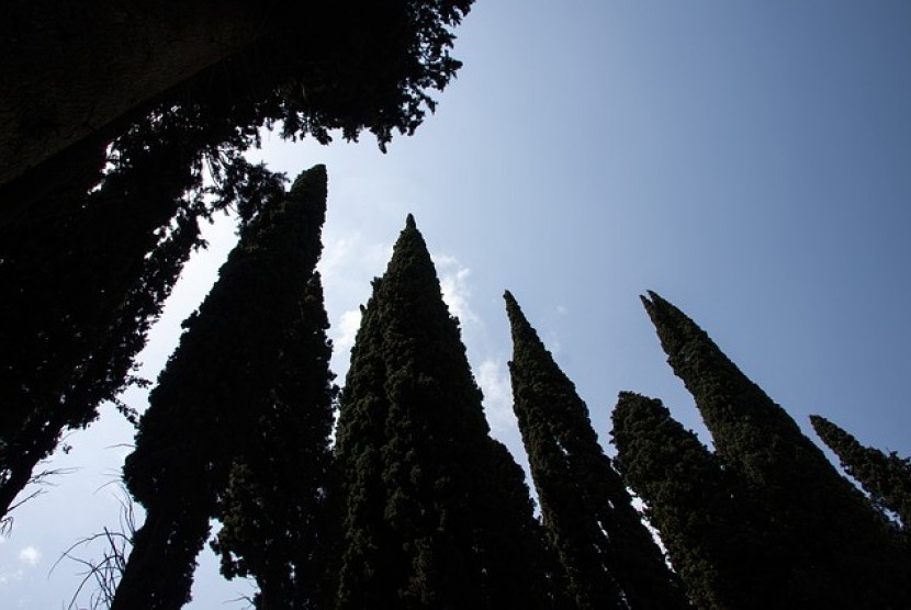 Cemara mediterania (Cypress Mediterania)