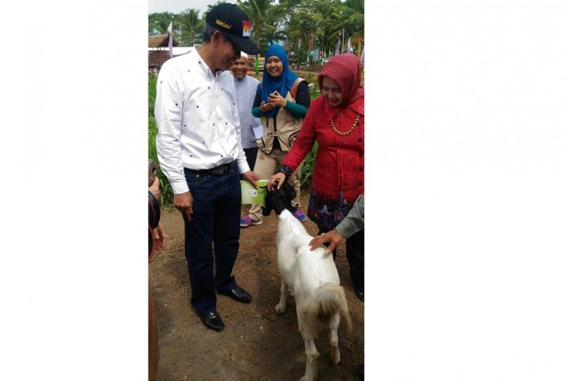 Centini, kambing peranakan etawah