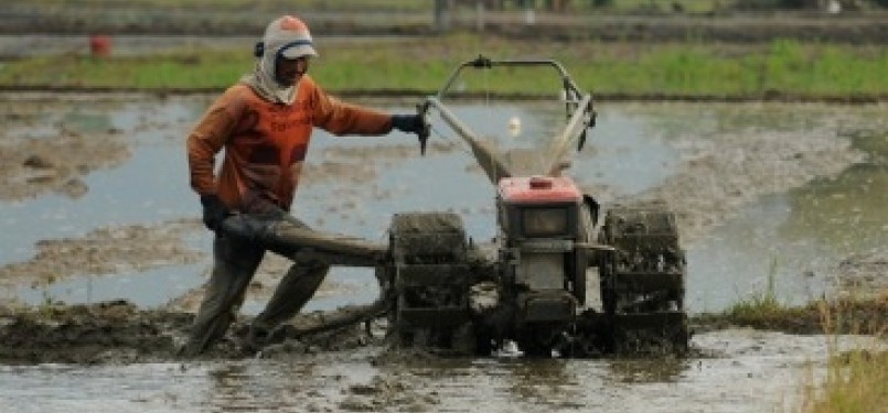 CETAK LAHAN SAWAH. Seorang pekerja membajak lahan sawah dengan traktor