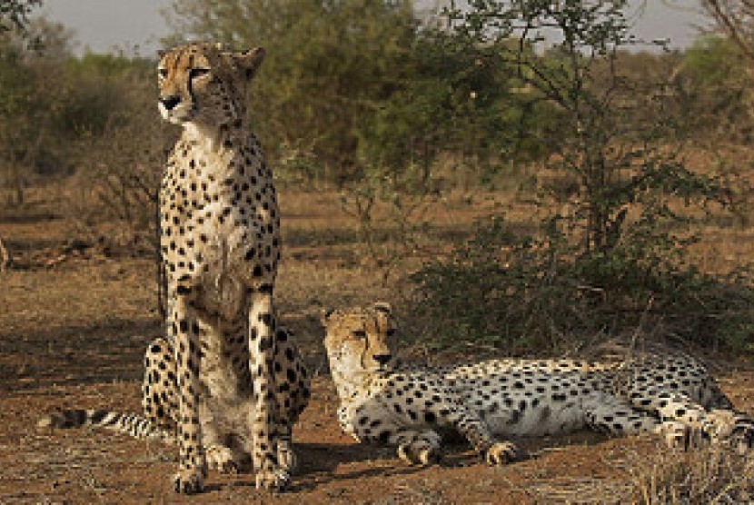 Ilustrasi cheetah. Badan Satwa Liar Arab Saudi Temukan Kerangka Cheetah yang Punah