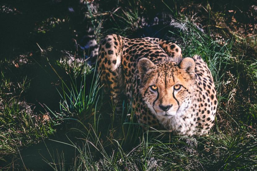Cheetah termasuk hewan yang lari paling cepat di dunia.