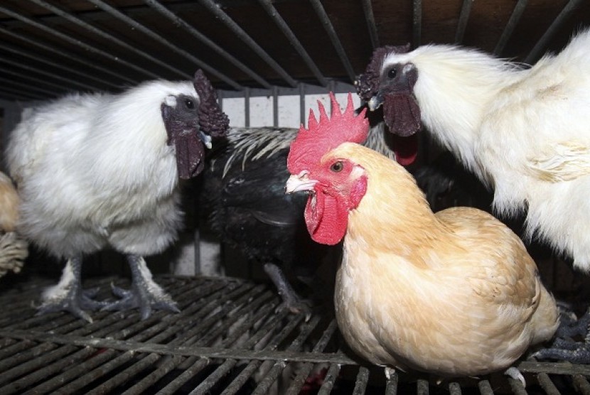 Chickens are kept in a cage waiting to be sold at a market in Taipei, Taiwan, Thursday, April 25, 2013. 