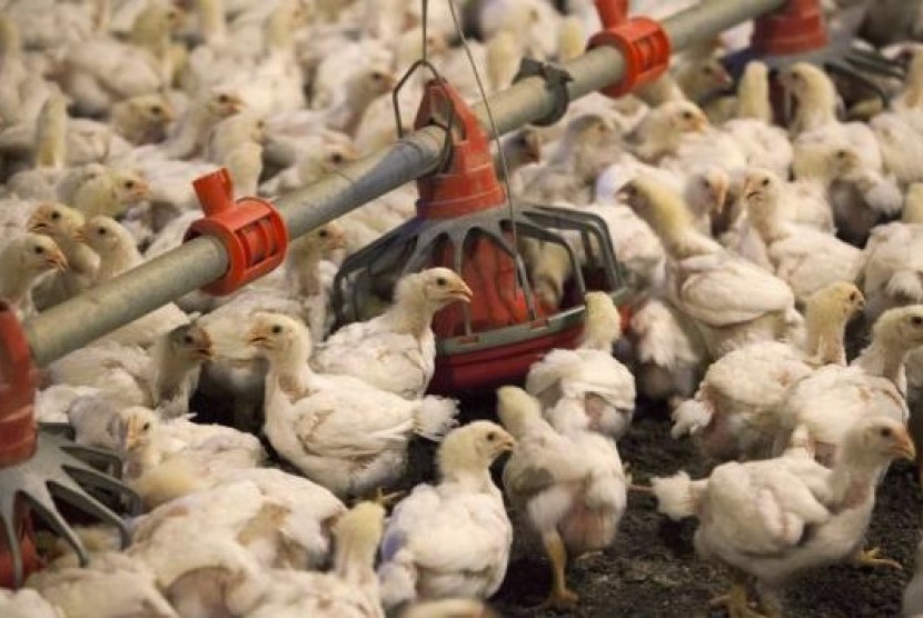 Chickens feed from a row of feed bins at a farm (illustration)