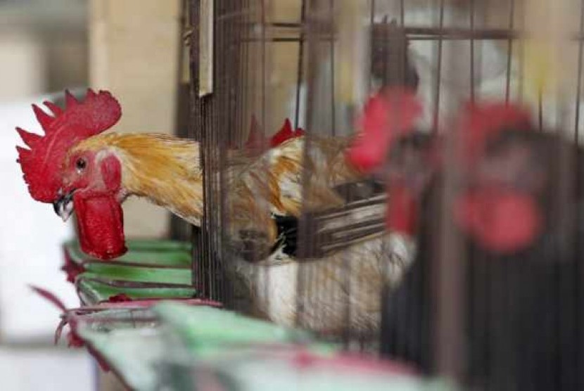    Chickens sit inside cages after a New Taipei City Department of Environmental Protection worker sprayed sterilising anti-H7N9 virus disinfectant around chicken stalls in a market in New Taipei City April 8, 2013.