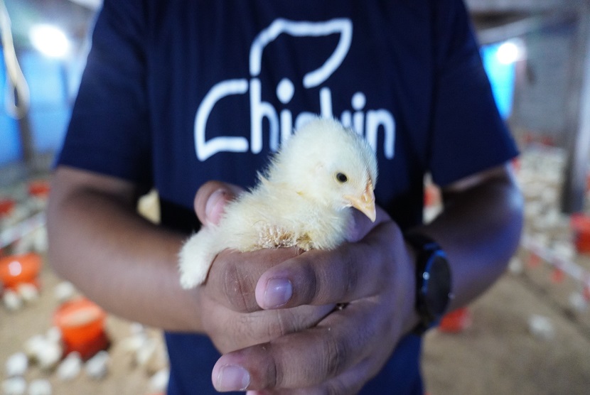 Chickin Indonesia, sebuah startup agri-teknologi yang fokus pada pengembangan solusi terintegrasi untuk industri peternakan ayam, mengumumkan secara resmi peluncuran program PETRUK (Partner Eksklusif, TeRnak ayam ProdUKtif) yang bertujuan untuk meningkatkan produktivitas peternak ayam di Indonesia.
