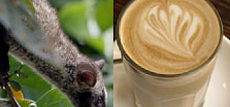 Civet coffee or kopi luwak is the most expensive coffee in the world (illustration). 