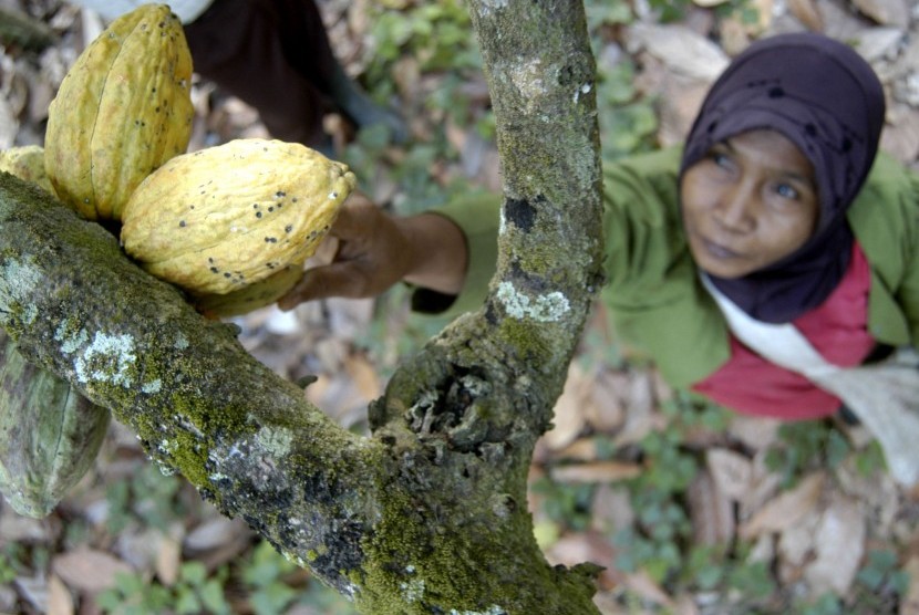 Cocoa harvest in Jember, East Java. (illustration)    
