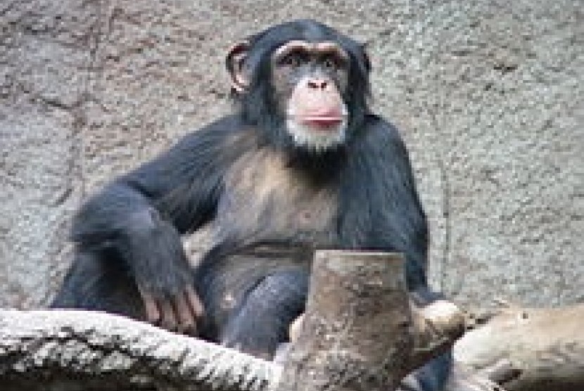 Common chimpanzee (illustration)