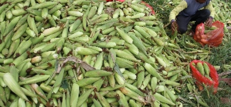 Corn harvest in Malang, East Java (illustration). 