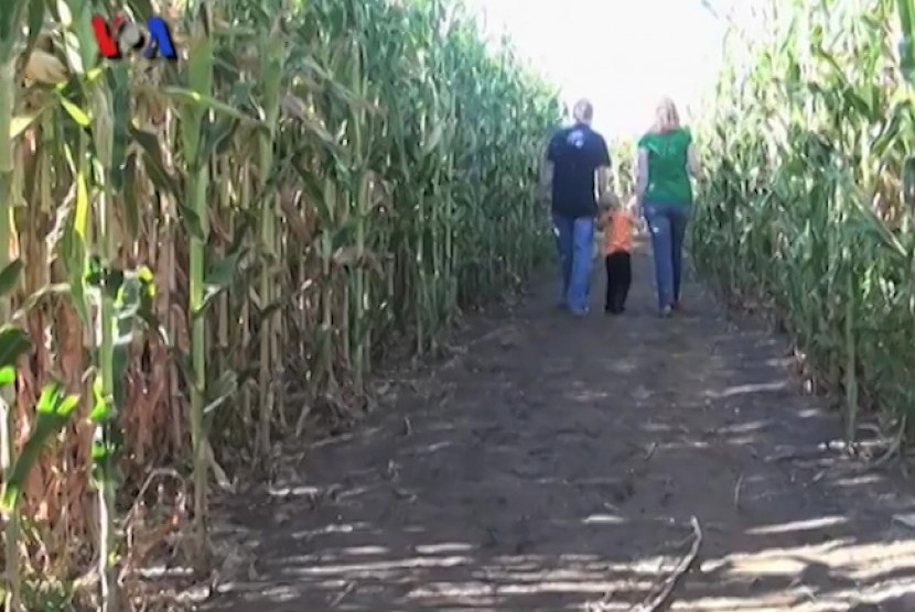 Corn Maize, Denver, Colorado