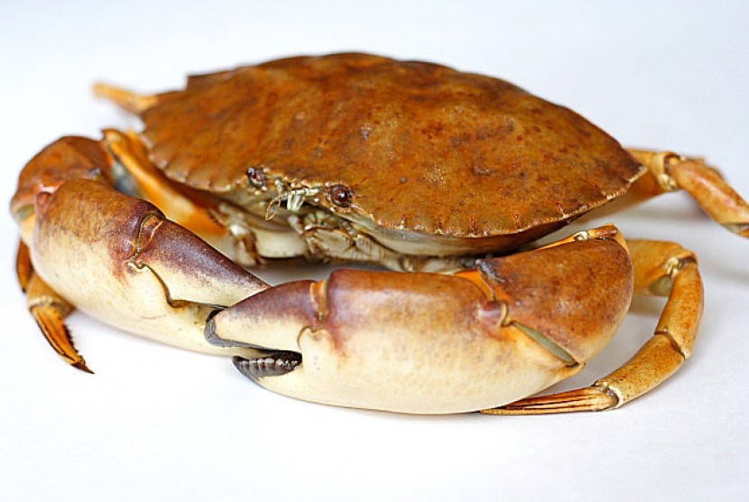Crab (illustration)