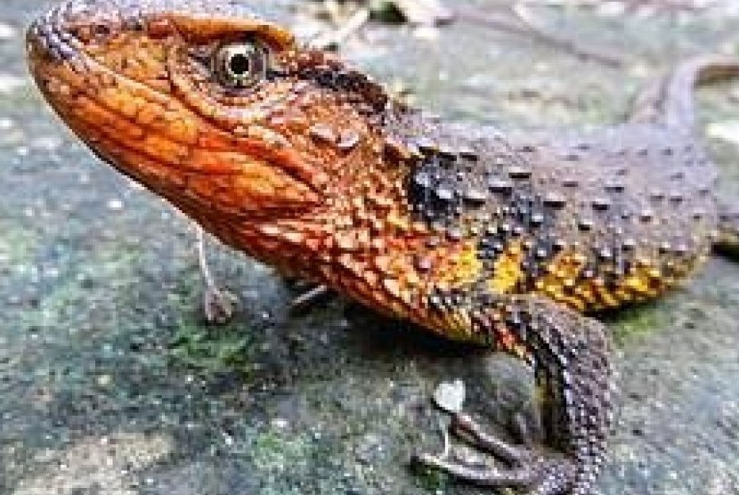 crocodile lizard