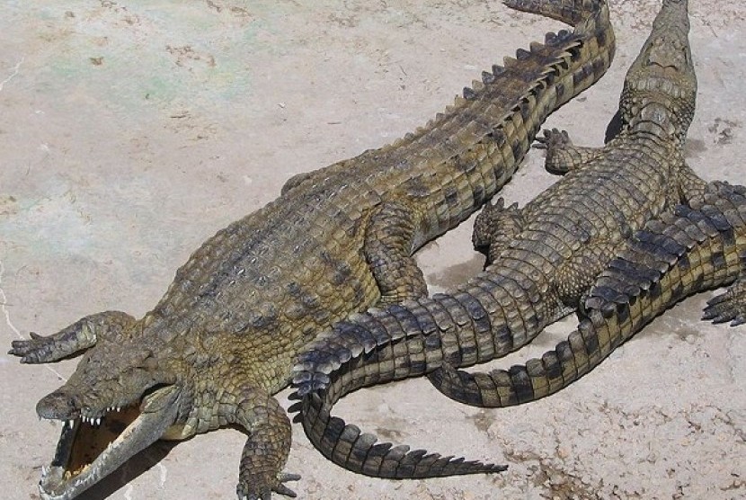 Crocodiles (illustration)