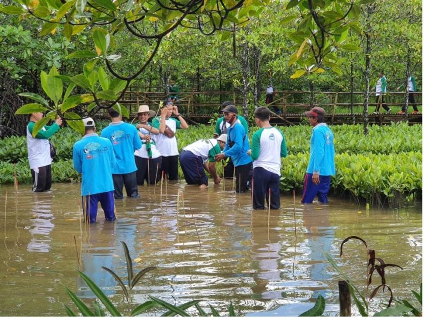  CSR Pertamina konservasi mangrove menjadi lokasi pembelajaran Adiwiyata se-Cilacap.