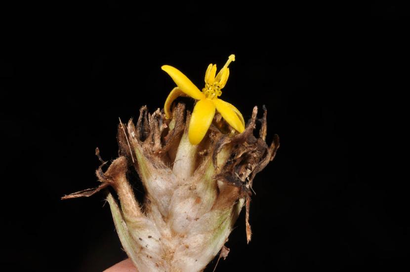 Curculigo latifolia atau tanaman congkok. Doktor UI menemukan potensi fraksi ekstrak akar tanaman Curculigo latifolia sebagai anti-aging atau antipenuaan. 