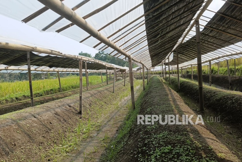 CV Mata Elang Sidoarjo mengelola lahan seluas 1.000 hektare yang tersebar di sejumlah daerah Jawa Timur dan Jawa Tengah, terdiri dari: Jombang kurang lebih 150 Ha yang ditanami tembakau pakpie (rejep), Bojonegoro seluas 200 Ha yang ditanami tembakau virgin (serumpung), Kediri 75 Ha, Tuban 50 Ha, Muntilan 50 Ha, Banjarnegara 75 Ha, Sragen 150 Ha, Blora 150 Ha dan Purwodadi 100 Ha.