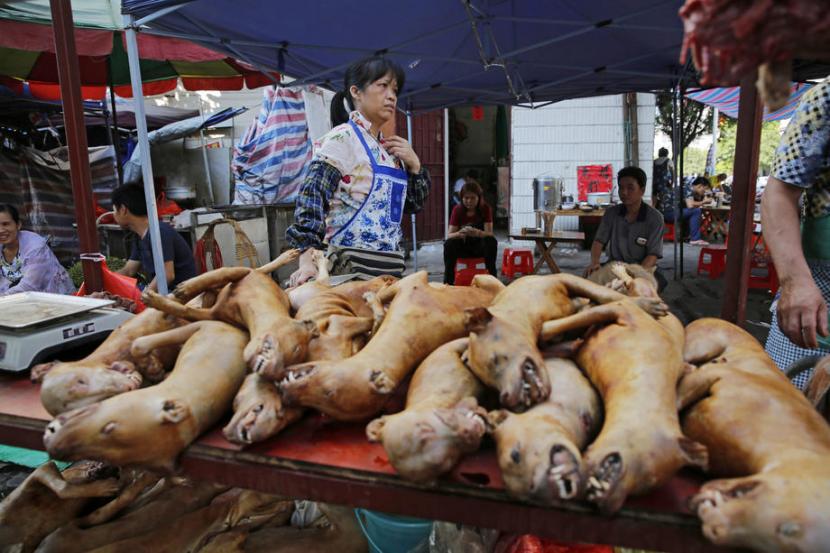 Daging anjing dijual di Festival Daging Anjing tahunan di Kota Yulin, Guangxi, China, 21 Juni 2016. Di Indonesia, masyarakat, seperti di Sulawesi Utara, Maluku, Yogyakarta, Solo, dan Sumatra Utara, memiliki budaya makan daging anjing. Padahal, ada sejumlah bahaya kesehatan yang datang dari kebiasaan mengonsumsi daging anjing.