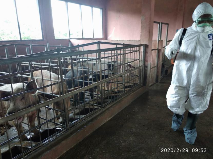 Virus Flu Babi Afrika (ASF) menyebar cepat ke seluruh Papua Nugini (PNG). 