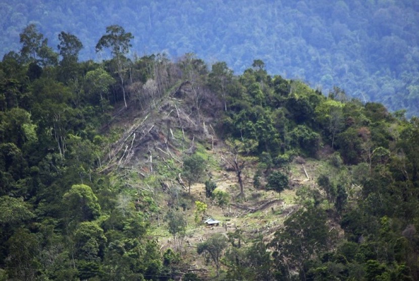 A damaged forest in Padang, West Sumatra (illustration) 