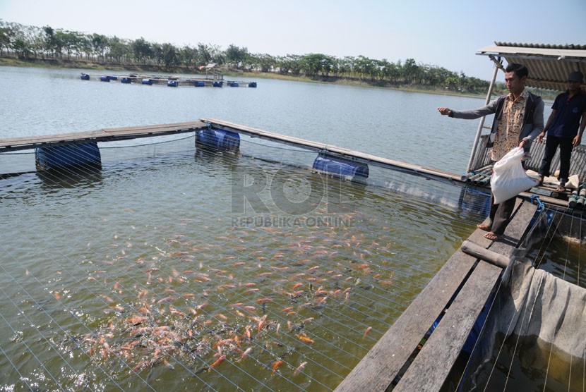   Budidaya ikan dalam keramba di danau bekas galian tambang Semen Gresik, anak perusahaan PT Semen Indonesia (Persero) Tbk di Desa Telago Waru, Tuban, Jawa Timur.  (Republika/Amin Madani) 
