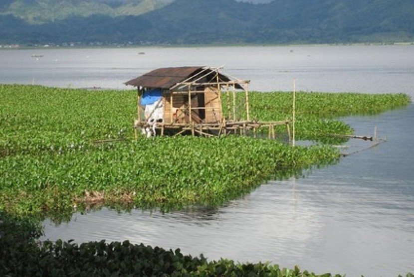 Danau Tondano. Hampir 60 hektare-70 hektare Danau Tondano dipenuhi oleh enceng gondok. 
