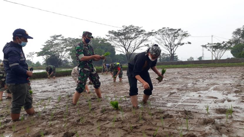 Dandim 0607 Kota Sukabumi Letkol Inf Danang Prasetyo Wibowo dan Wali Kota Sukabumi Achmad Fahmi melakukan penanaman padi di kawasan sekitar Makodim, Kamis (16/7). 