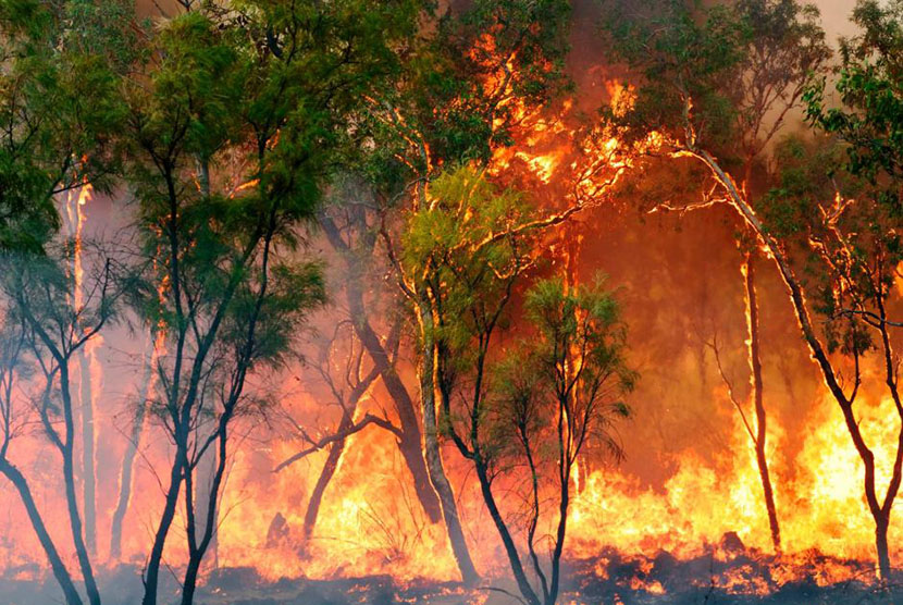 Data satelit NASA menunjukkan di tahun 2013 terjadi 4.595 kebakaran per minggu di seluruh Australia. 