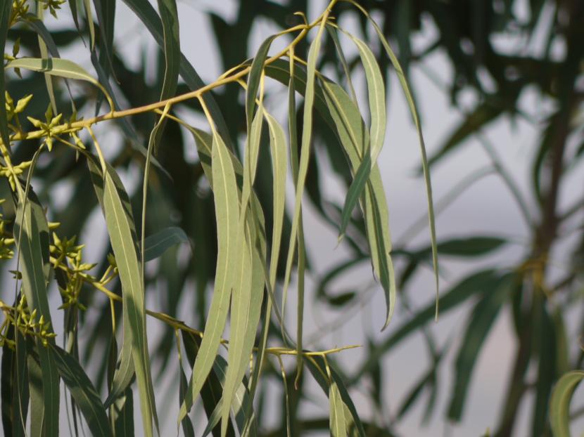 Daun eucalyptus. Menteri Pertanian (Mentan), Syahrul Yasin Limpo, menyebut tanaman eucalyptus dari Indonesia yang bisa diolah aromaterapi pencegah virus corona sangat berpeluang untuk bisa diekspor ke berbagai negara. 